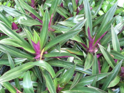 Native Flowering Shrub.